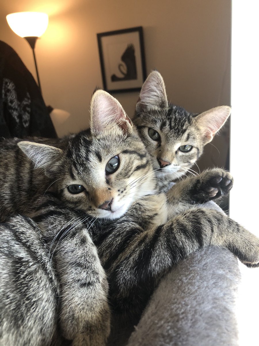 heythisislibby's tweet photo. Since it’s been a while since actually being on here, here are the kittens we got kittens in September! they are much perfect  

Jadzia in the little ghost collar
Bungee Cord in the pumpkin collar https://t.co/TOhUmV2qv3