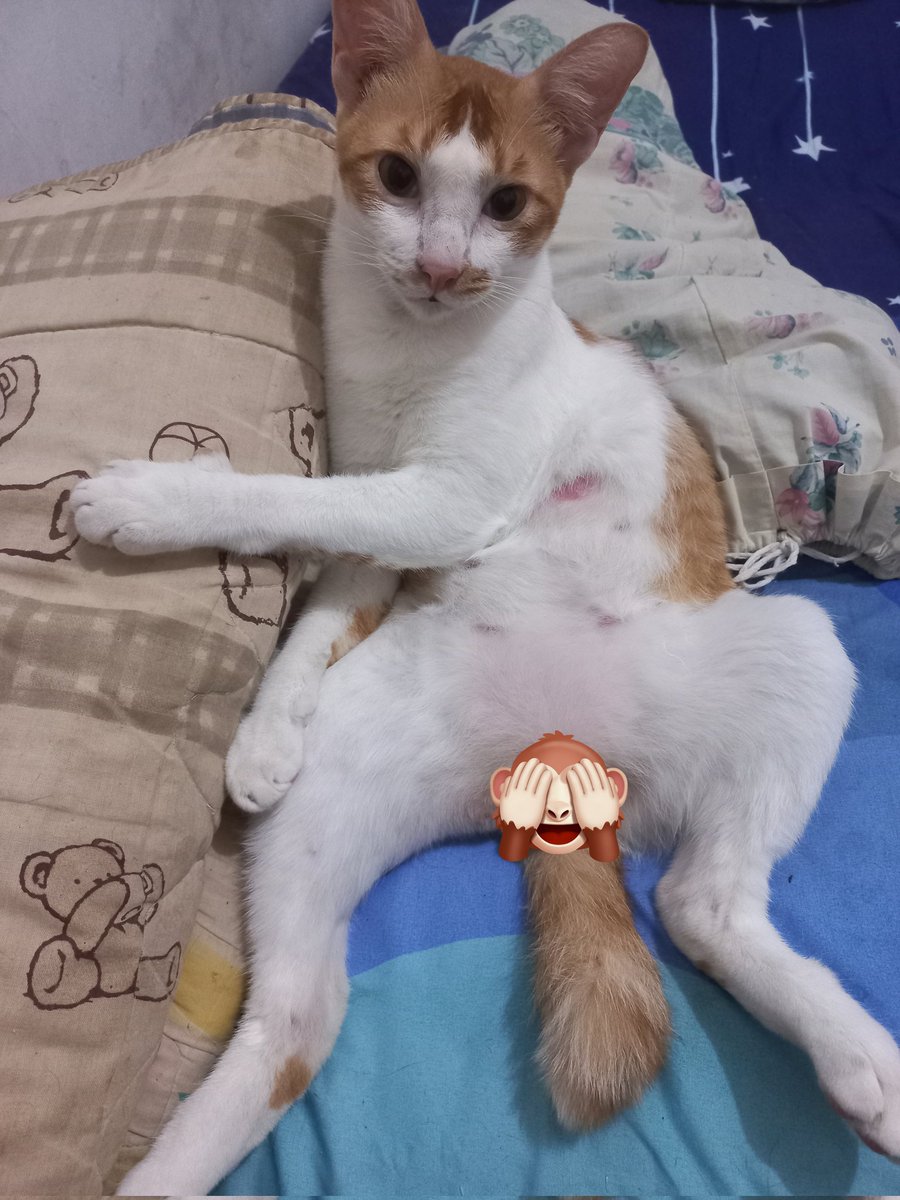 anda_soo's tweet photo. @convomf Pose fav 🐈 https://t.co/DES7LIKM3R