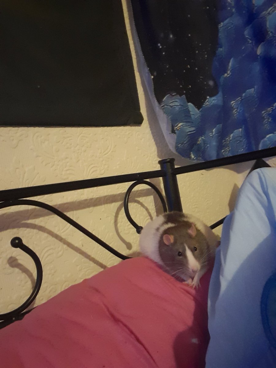 Mindgoop's tweet image. Torben, right now, concentrating on his favourite YouTube channel, #TheWhyFiles