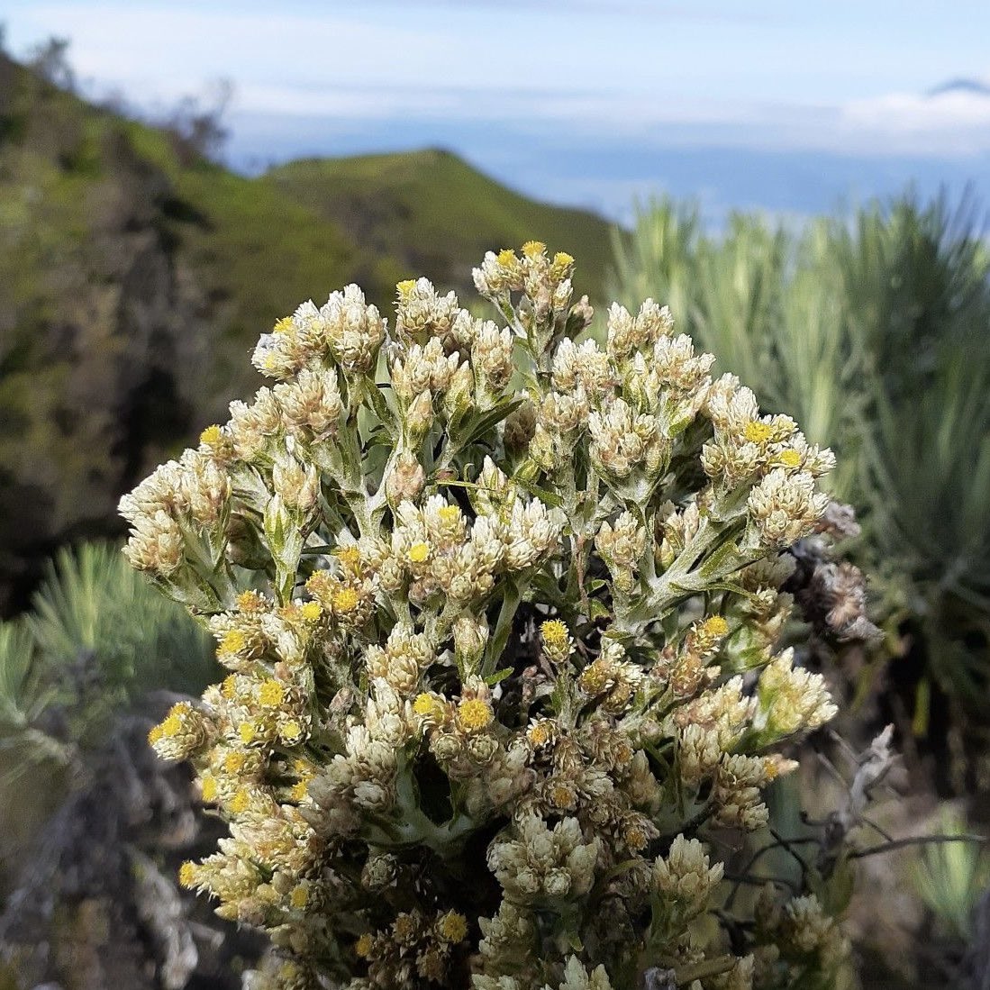 ; Mario dan bunga abadi