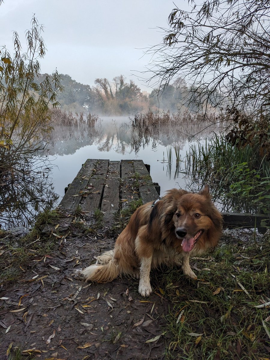 CamasTheCollie's tweet photo. It was decidedly Novemberish today, with the first frost of the year. ๐พ๐พ๐๐ซ๏ธโ๏ธ๐
#BorderCollie
#NovemberMorning
#Frosty
#SundayThoughts https://t.co/lKaQUTAaed