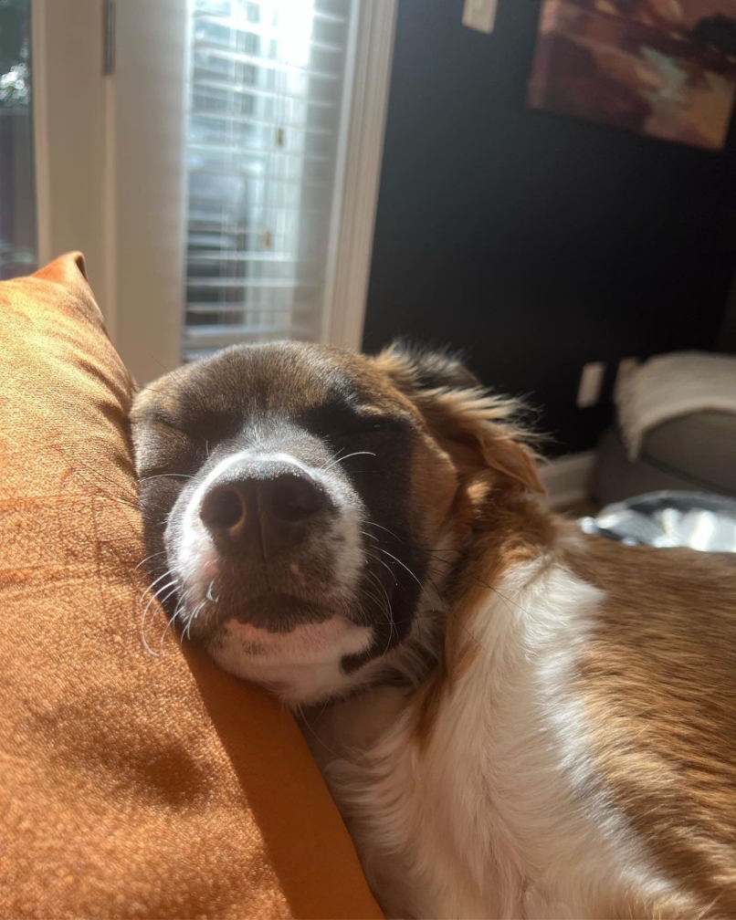 atlantapetlife's tweet image. "Woke up late on a Monday, then remembered I'm a dog. Hoomans love me, life's a breeze. Who needs an alarm clock when you've got unconditional love and treats?" 🐾
🐶Tillamook

#MondayMood #DogLife #HoomanLove #PawsAndPlay #LivingTheGoodLife #StayPawsitive