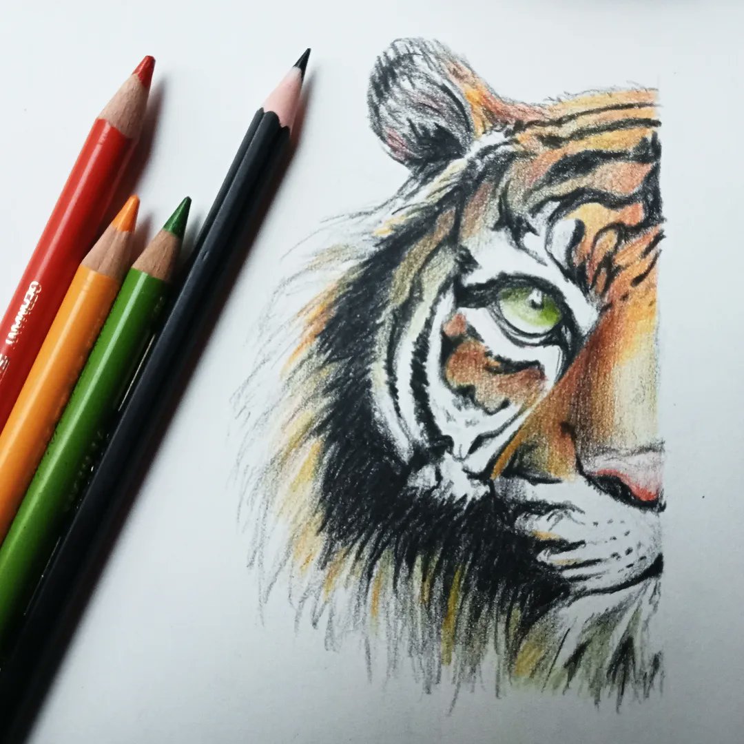 Tiger.
#colouredpencils #animaldrawing #animals #nature #drawing