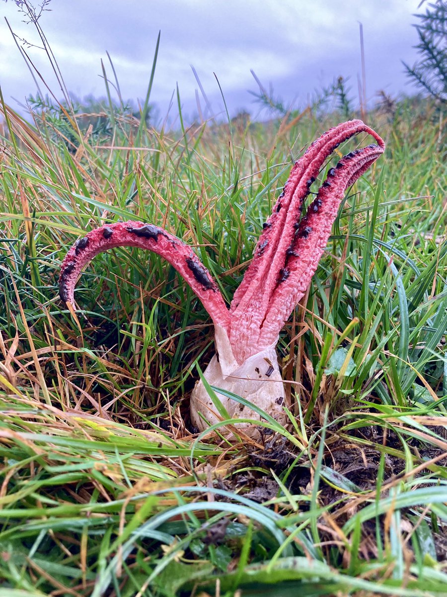 StevePa46290725's tweet photo. Finally ! Caught up with the terrifyingly weird Clathrus archeri aka. Devil’s Fingers. Photographed this afternoon in the New Forest. #fungi #devilsfingers Thanks to @EdgellerMe for help finding them. @BritishFungi https://t.co/UuMvTVMqGp
