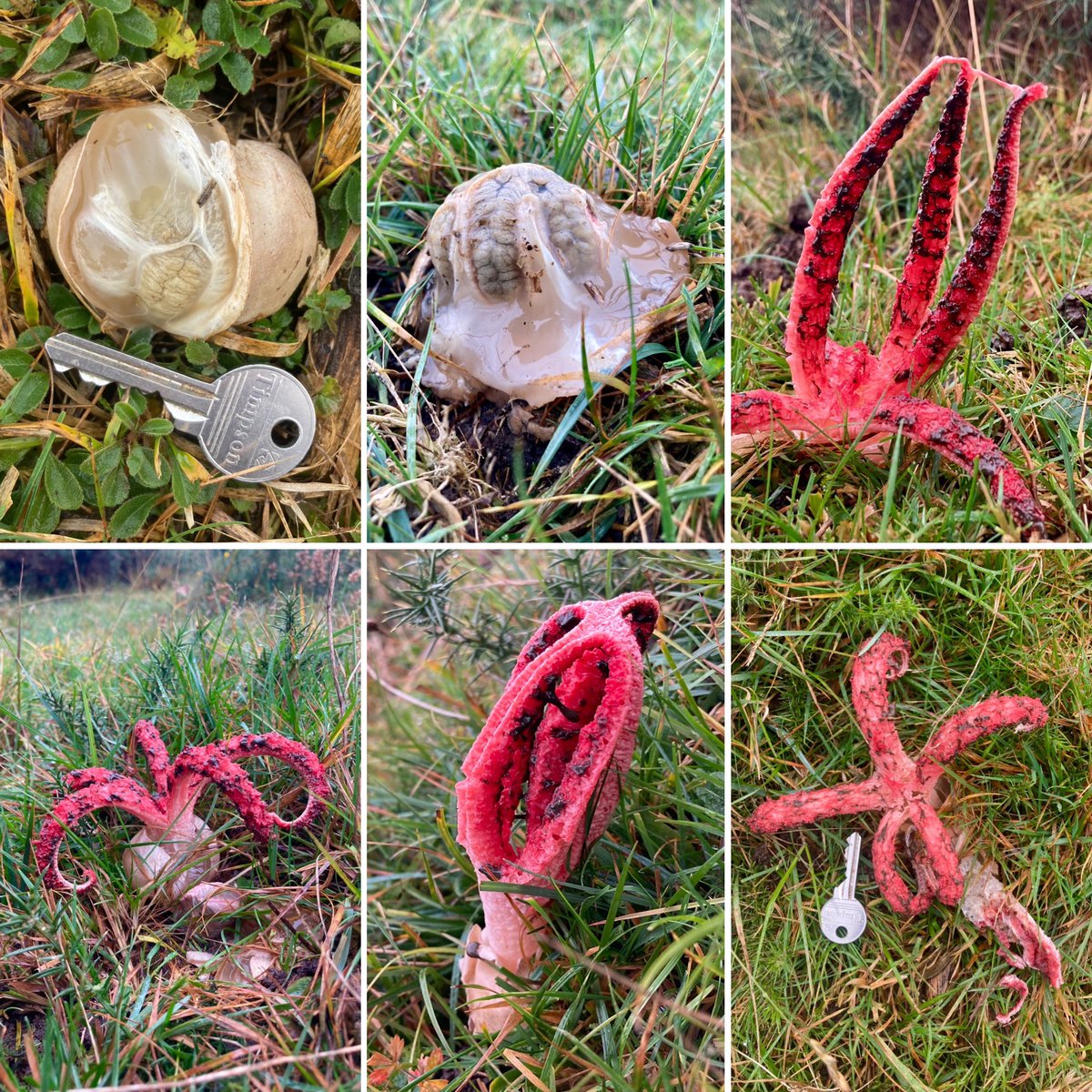 Finally ! Caught up with the terrifyingly weird Clathrus archeri aka. Devil’s Fingers. Photographed this afternoon in the New Forest. #fungi #devilsfingers Thanks to @EdgellerMe for help finding them. @BritishFungi