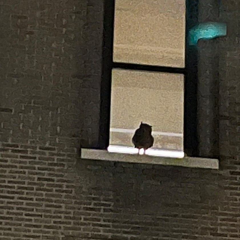 BirdCentralPark's tweet photo. Thanks to a private tipper for this photo and report of Flaco snooping around the East Village on Saturday evening at 6 pm on East 13th Street between First and Second Avenue. 🦉 ♥️ https://t.co/NHRAFjmlad