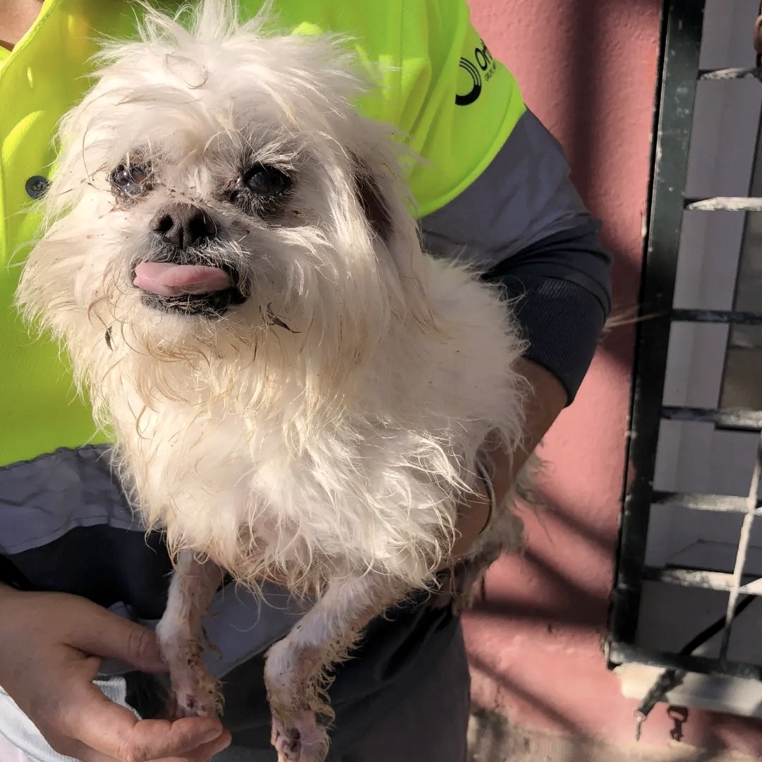 SosAbuelos1's tweet photo. #Almería
Este pequeño, al que hemos llamado #YONY, tiene 9 añitos, y ha sido rescatado de la calle...

Tenía el pelito en pésimas condiciones y estaba lleno de parásitos.

Pronto estará preparado para formar parte de una familia que lo cuide y lo mime como el tesoro que es!!!, pues es un peludillo cariñoso y simpático.

Cita en el 950 26 85 31 en horario de mañana.