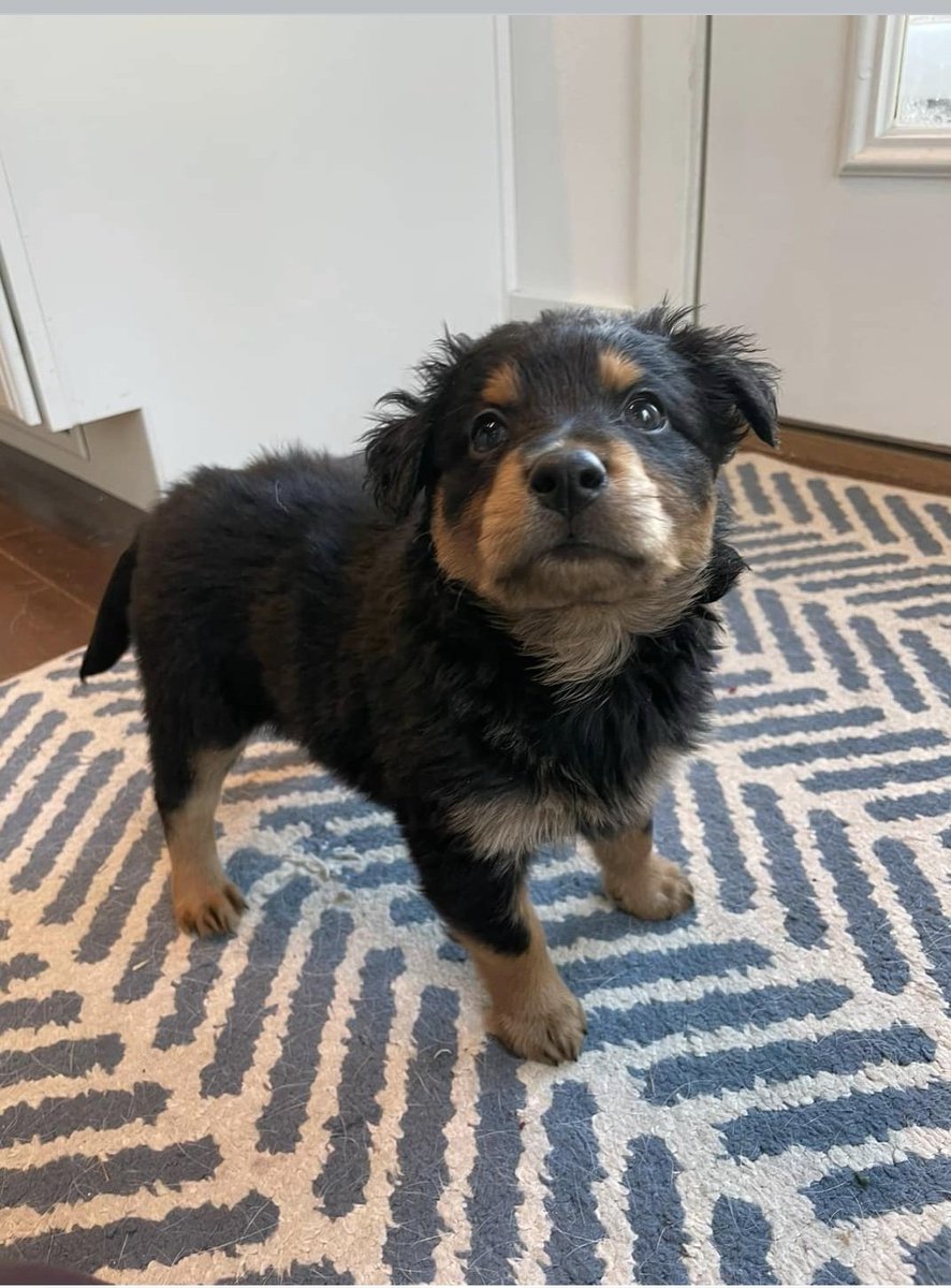 Max Neal 🎮 tweet media