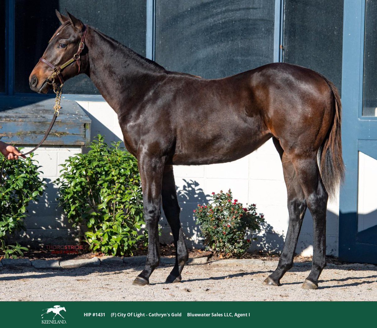 Miketu72's tweet photo. Pleased to see our classy filly by @LanesEndFarms City of Light sell well @keenelandsales. First foal of Cathryn’s Gold from family of Kentucky Oaks winner Cathryn Sophia. Congratulations and good luck to new connections Flying Zee Racing Stable.   Thanks to @BluewaterSales https://t.co/7kyvFhrmV6