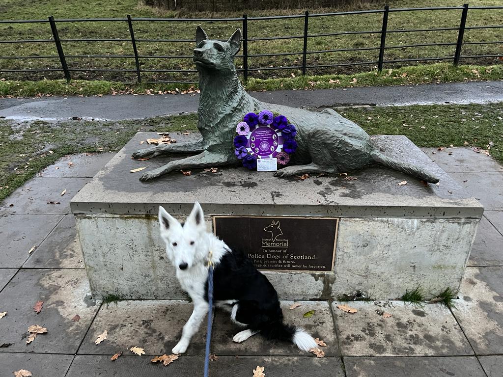 K9Scottish's tweet image. Thanks to @MA_PurplePoppy for laying a wreath today. Disappointed we couldn&apos;t be there ourselves, but we heard they managed to meet up with one of the handlers.
Then our friend Iggy stopped by to say hello too.
#LestWeForget2023 💜