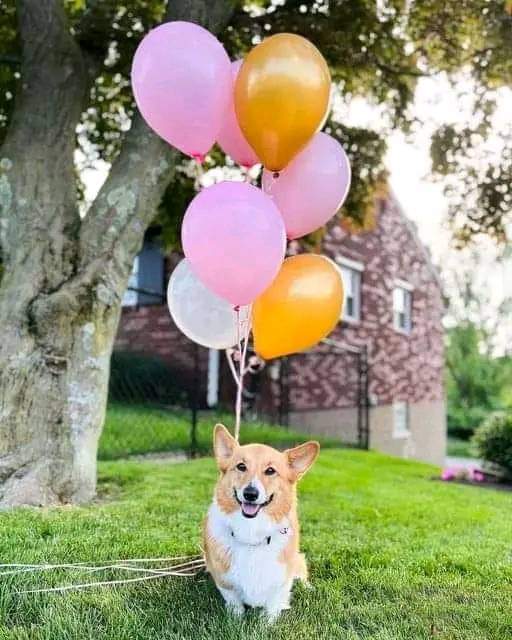 CorgiArenaWorld's tweet image. Today is my birthday