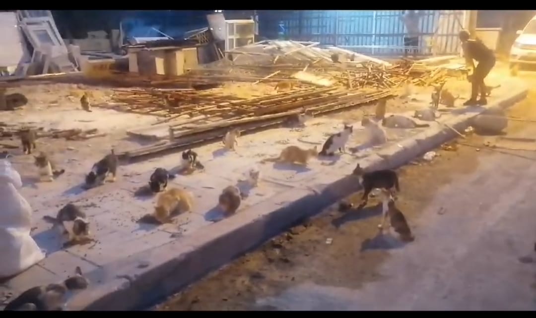 Depremden sonra hayat... Çipi olmayanlar, çipi olup da ailesi ölenler, ailesi bulunup da aile tarafından istenilmeyenler... Hiçbir şeye, hiçbirine yetişemiyoruz. Dünyada yaşamak çok zor💔