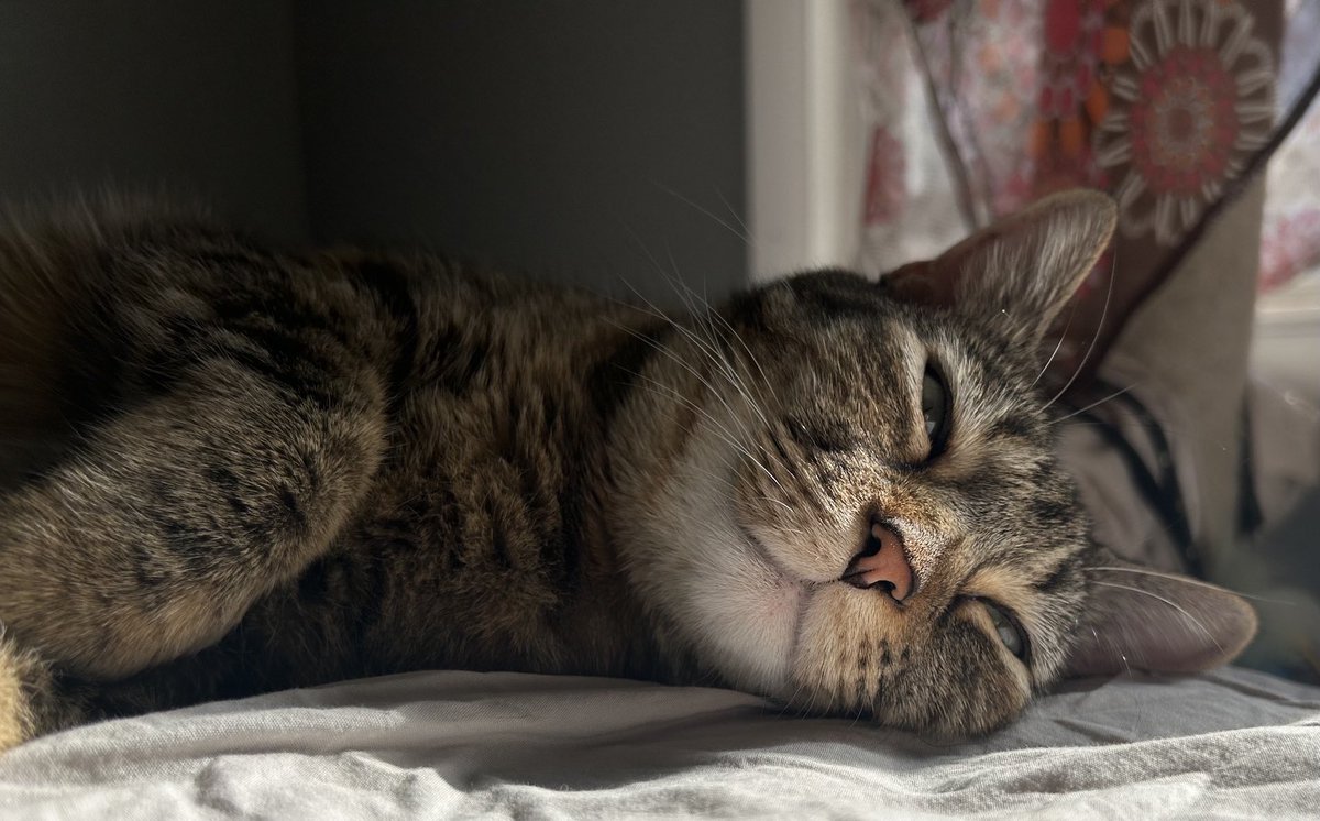 DivinaStavola's tweet photo. Dreaming of @PickliciousF deading @MrTtheTaco #SimbaCile #AnimalsAreFamily https://t.co/Pj6ieq8h5l