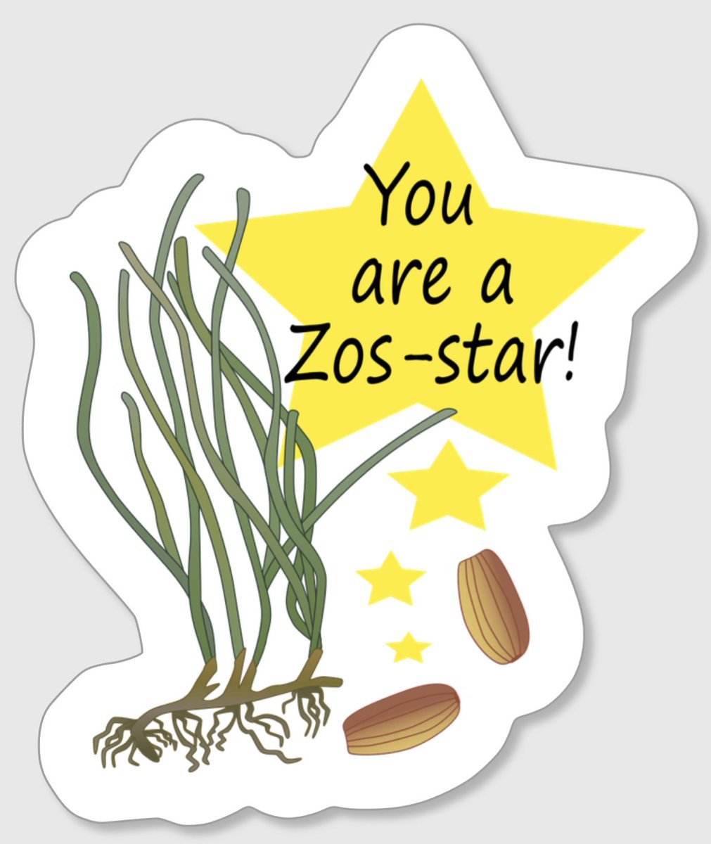 So excited to attend my first in person @CERFScience conference and meet everyone!

Come say hi and you could be the proud owner of some 'Zos-star' stickers made with the beautiful @IAN_UMCES graphic of Zostera sp. 🌱 #CERF2023