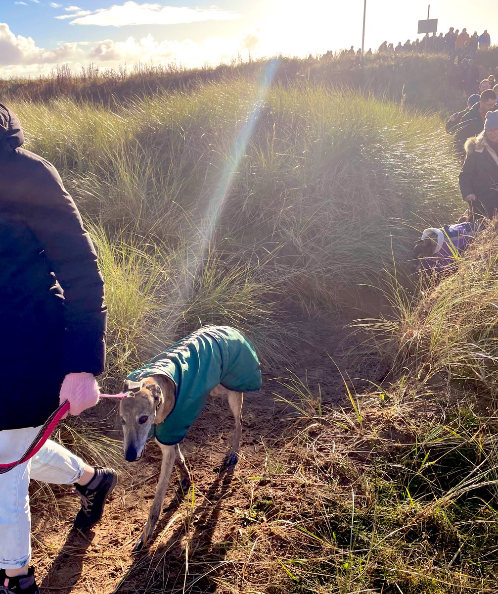 GreyhoundRFife's tweet photo. Oh my! #Greyhounds emerge over the sand dunes, what a treat! #SundayWalkies #Greyt #StAndrews #GreyhoundsAssemble #AdoptDontShop https://t.co/FiakboDNin 🏴󠁧󠁢󠁳󠁣󠁴󠁿🐾💜 https://t.co/50y5qVco77