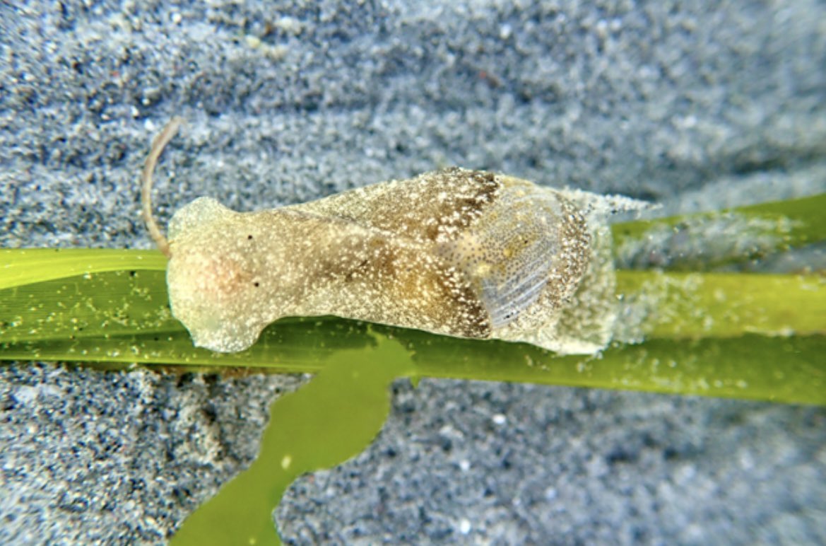Hey #WSN2023 come through the intertidal ecology session at noon today!   You'll hear about some thermal physiology (misaligned TPCs!), predictions of fitness outcomes, and baby slugs.