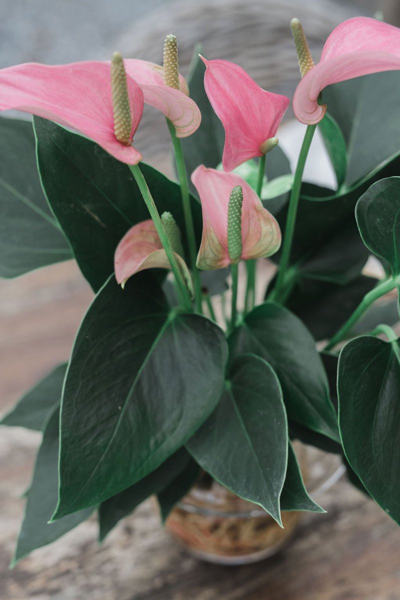 Een mooie close-up foto van de Anthurium XL in een groot Fleur glas🌸
lofe.nl
•
•
#plant #plantbased #plantlover #plantlife #plants #plantlove #plantpowered #plantaddict #plantpower #plantlady #plantladyisthenewcatlady #plantstrong #anthurium #pink #lofe