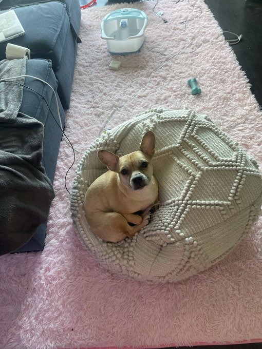 I feel like if Scrappy could talk, he would sound like Kevin Hart https://t.co/XN7jiDNSKM<a href="/tag/pantyhose"class="tags"><span>#pantyhose</span></a>