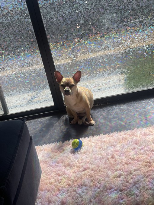 I feel like if Scrappy could talk, he would sound like Kevin Hart https://t.co/XN7jiDNSKM<a href="/tag/pantyhose"class="tags"><span>#pantyhose</span></a>