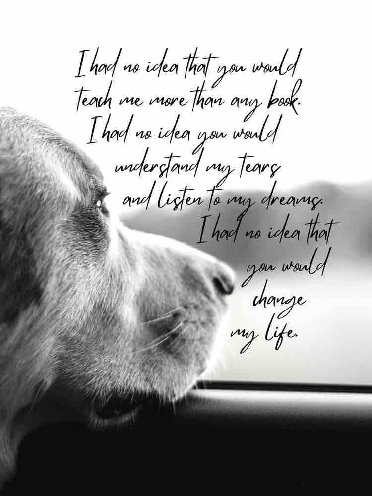 vetswithpets00's tweet photo. ๐พ #dogowners #doglovers #pets
#petowners #dogs #vetswithpets https://t.co/ctTlidEmWN