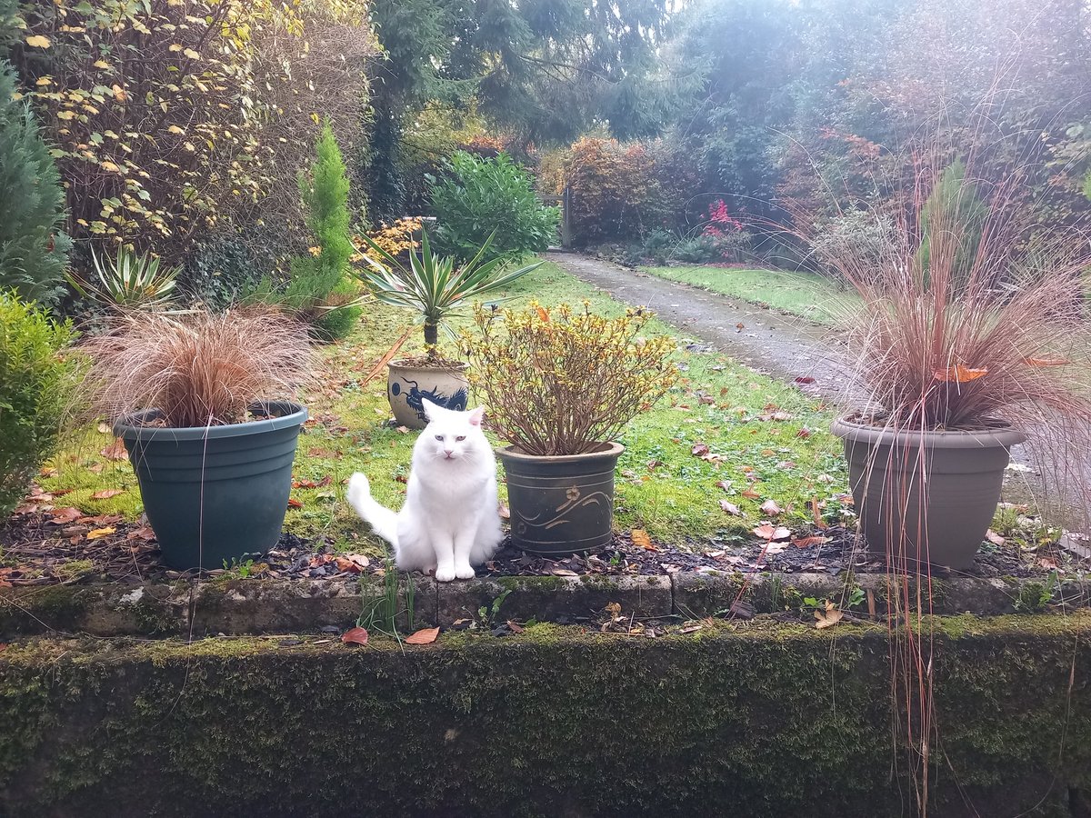 lazyperfection's tweet photo. Shiro in the garden #catsoftwitter #whitecat #posingcat #catsinthegarden #cat https://t.co/xKqv6dtRmb