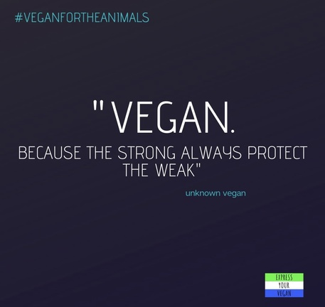 Vegan Future tweet media