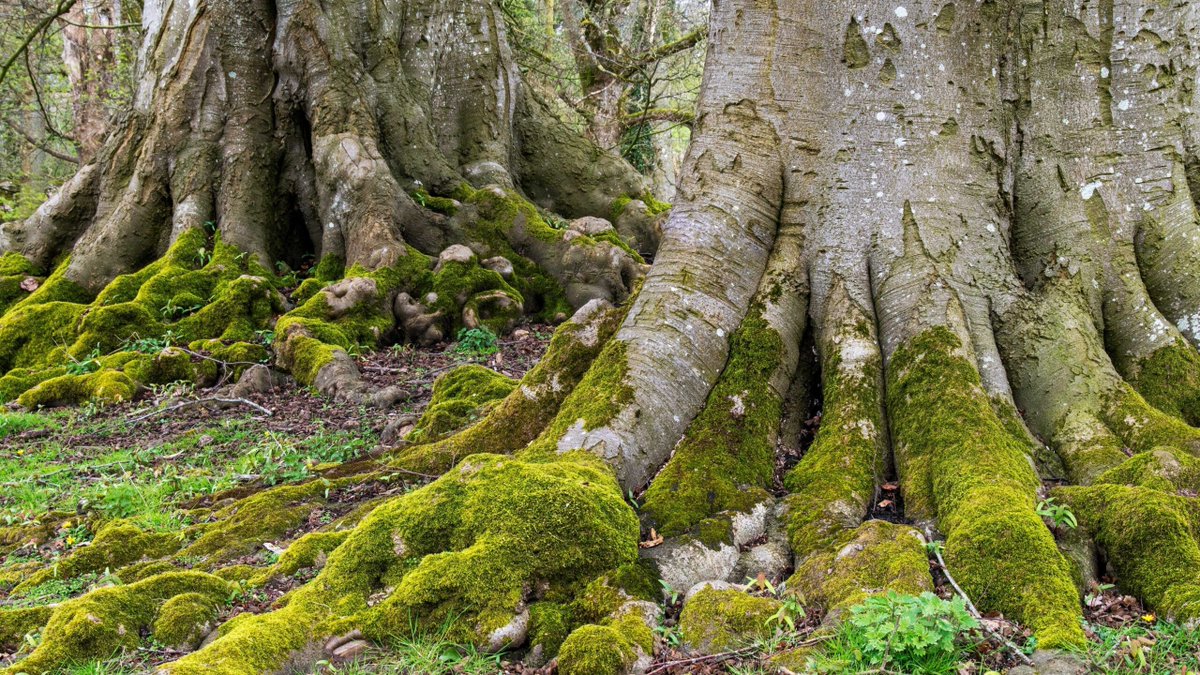 Wonkhe's tweet photo. Last week on Wonkhe: What the REF 2021 impact case studies can reveal about UK research https://t.co/IdVgFQCGwl https://t.co/wPmpsdFkVn
