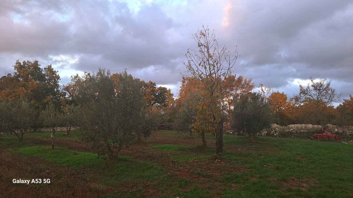 BiliniEvoo's tweet photo. Cleaning up after #oliveharvest2023 https://t.co/NZU7yeFgvJ