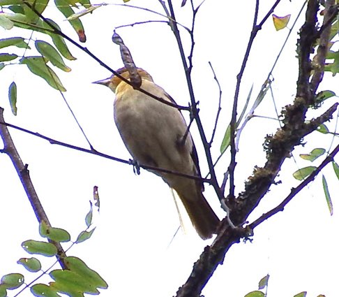 Andrew_Sharp_1's tweet image. I had an immature-type oriole this morning in Mississippi that I’m trying to string into a Bullock’s Oriole. I’m looking at the pale undertail (as opposed to orange), the very grey belly, and maybe a line thru the eye? Any opinions vs Baltimore Oriole?