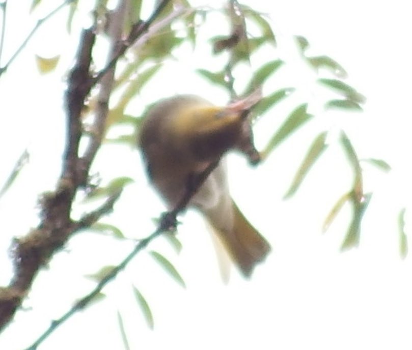 Andrew_Sharp_1's tweet image. I had an immature-type oriole this morning in Mississippi that I’m trying to string into a Bullock’s Oriole. I’m looking at the pale undertail (as opposed to orange), the very grey belly, and maybe a line thru the eye? Any opinions vs Baltimore Oriole?