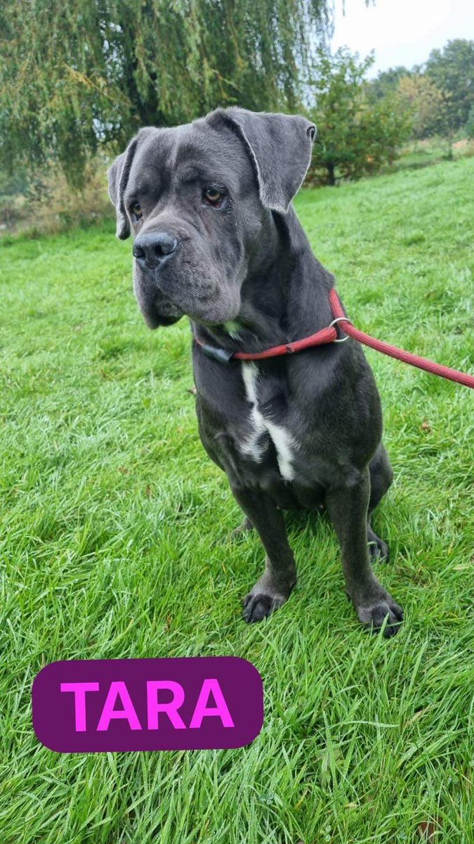 Please retweet to help Tara find a home #LIVERPOOL #UK 2 year old Cane Corso. Another dog that was saved from being put to sleep in a council pound 😢She is a very playful and friendly girl. She loves to play with both people and other dogs. She can be a little nervous around…