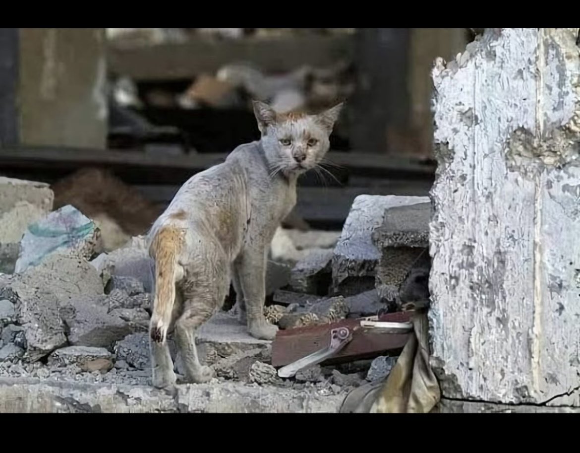 <a href="/jacksonhinklle/">Jackson Hinkle 🇺🇸</a> A homeless kitten in Gaza😭😭