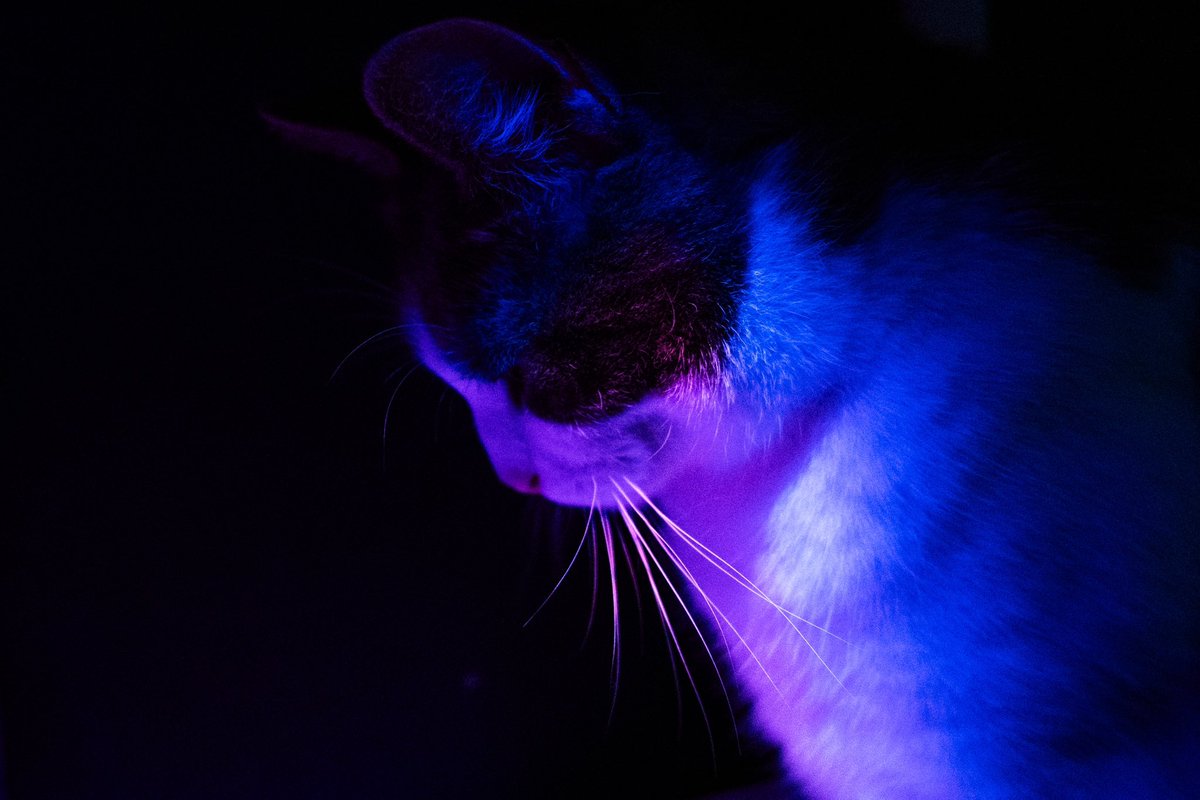 JulieSebadelha's tweet photo. Anatomie d’un chat 
Lumos 😺 https://t.co/dIg04CFVrG