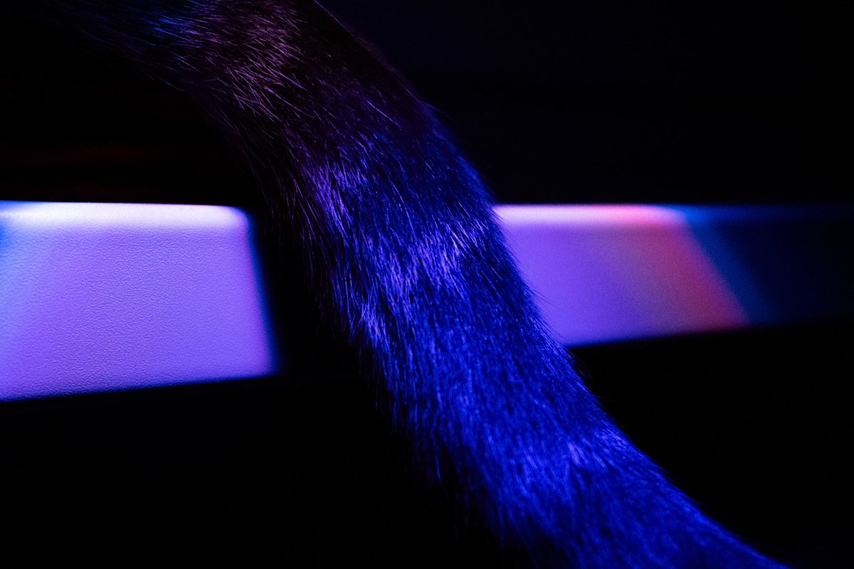 Anatomie d’un chat 
Lumos 😺