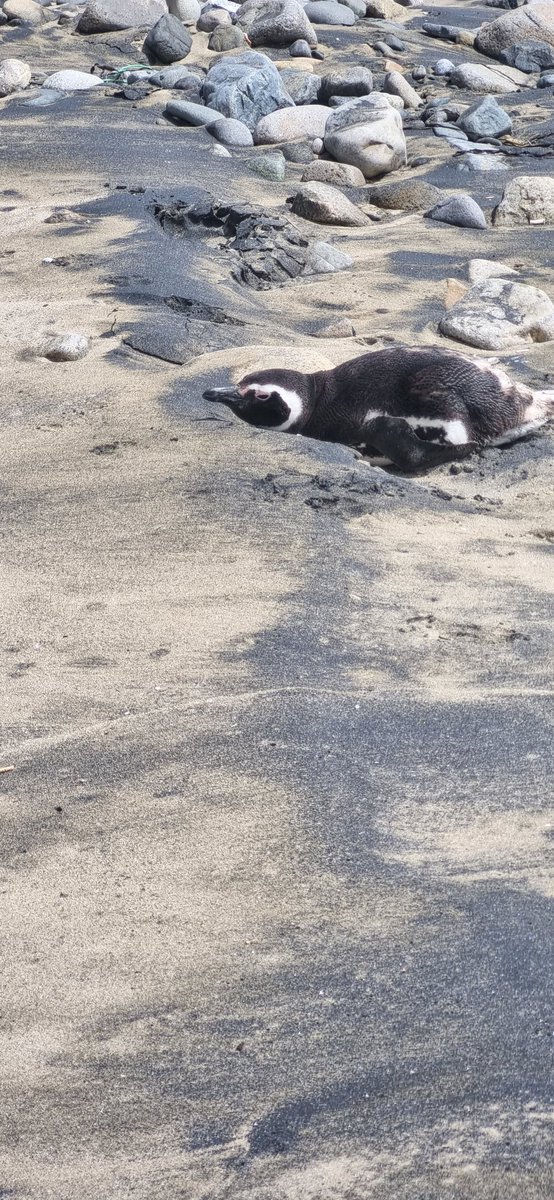 gemmita1984's tweet photo. Pinguino herido en caleta de hornos https://t.co/pX8uJAd8E2