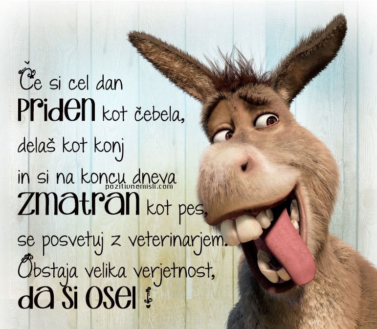 2RTM1's tweet photo. #nutrija #krivih nog in oslovskega #zobovja 🐒🦃⬇️ https://t.co/PSIy3NSXSu