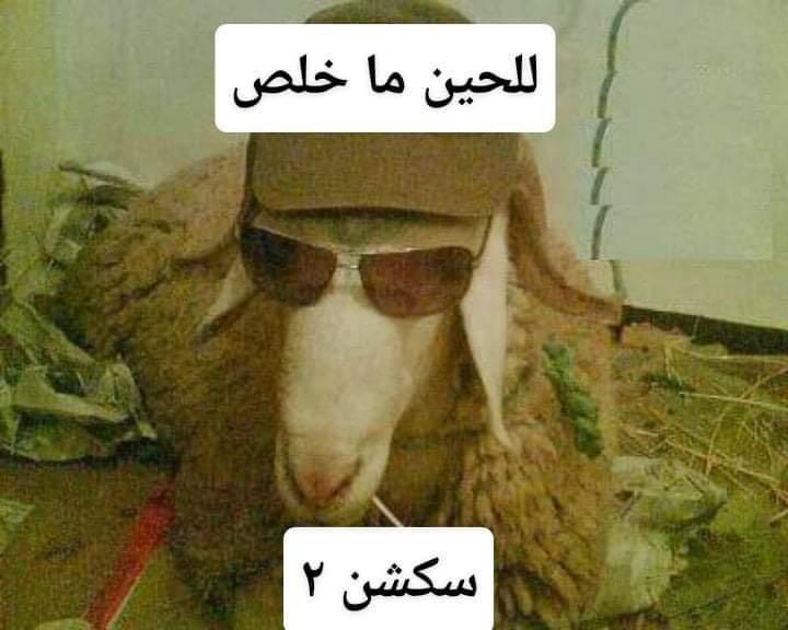 ABDOESSAMMM's tweet photo. بسرع السكشن علي ١.٥ عشان مضيعش وقت ..بعيد السكشن تاني عشان مفهمتش https://t.co/M42MtNhBUo