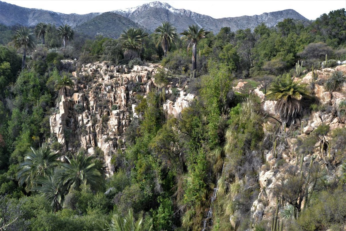 [Lo+Leído] 👉 Ecosistemas de la zona central del país se desplazarán hacia el sur y especies sufrirán pérdida de adecuación climática 🌍🌱

📖 Lee más aquí 👇
 paiscircular.cl/biodiversidad/… 

#adecuaciónclimática #biodiversidad #mediterranización #PatricioPliscoff #PNACCBio