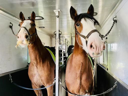 TPSMounted's tweet image. #Rookie #PHJoe is with #PHDraper today for their #PublicSafety detail for today’s demonstrations.  Often a young rookie will be paired with a strong, confident horse to help him understand his duties.  We know Draper won’t let Joe down and is a strong and capable lead horse.