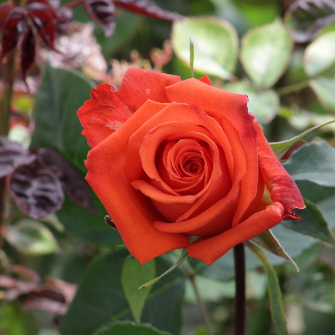 opensea.io/assets/matic/0…

#sundayfunday #cryptotwitter #nfts #nft #nftart #nftcollector #collectible  #nftcommunity #blockchain #gallery #latam #canada #nftday #digitalart #crypto #flowers #photography #roses