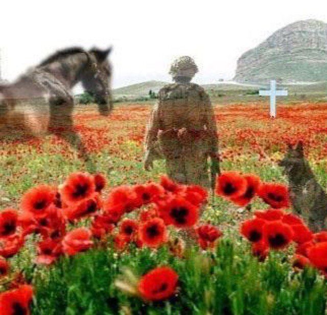 I'm purring to honour the bravery of all, both human and animal, who have given their lives for their country. 
*bows head*

#Purrs4Peace
#RemembranceDay2023 
#WeWillRememberThem