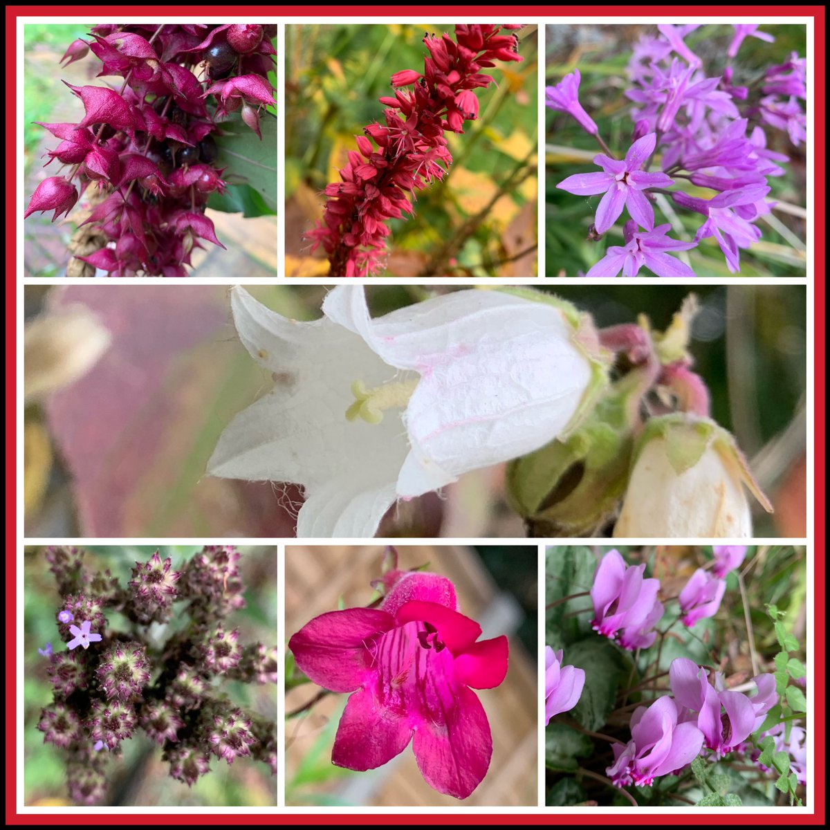 Finally back from work! Time for a sit down and a rum coffee ☕️ Hope you all had a good Sunday  whether a day of remembrance or day of celebration ❤️ Here is my #SevenOnSunday from todays garden. Love to you all! #GardeningTwitter #GardeningX #Remembrance2023 #Diwali