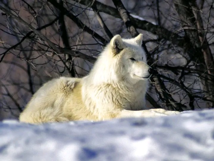 If you love wolf, can i get a big yes?

#wolf #wolves #Wolfoftwitter  #wolflover #WolfLikeMe #wolfwren #wolfwood #WolfAwarenessWeek #wolffurry #WolfPackAuthors #wolfarium #Worlds2023 #sundayvibes #fcklive #UnitedStates #America #AmericanWolf