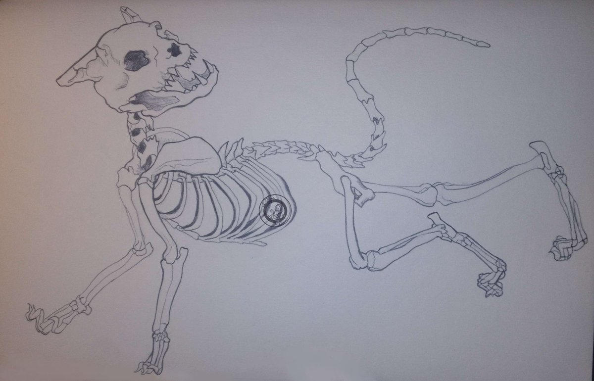 illiacgen's tweet photo. This is the no word version of my #divinityoriginalsin2fanart of #sirlora.
.
.
.
#divinityoriginalsin2 #squirrel #skeleton #catskeleton #Fanart #ArtistOnTwitter #art #artwork #artbook #traditionalart #traditional #pen #penandink #ink #penmanship #Cat https://t.co/AIJm1ItUZ9