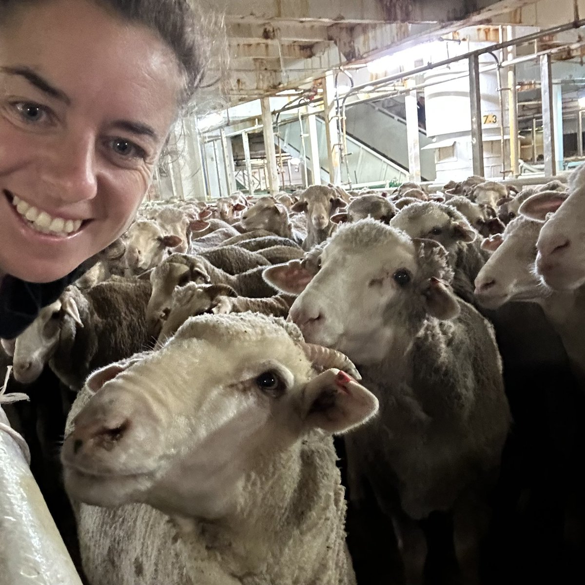 Mandy Matthews tweet media