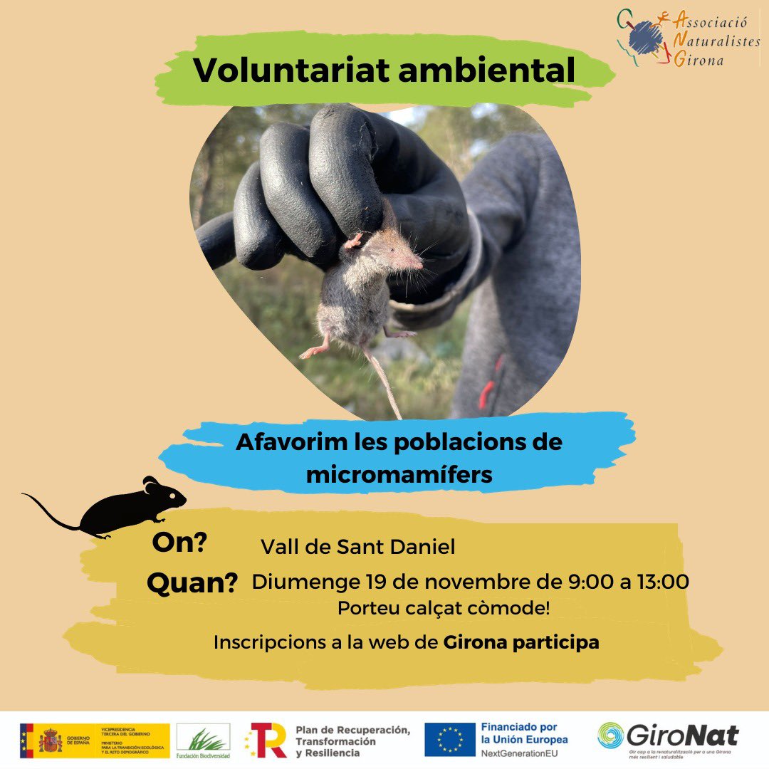 📣 Nova activitat de #VoluntariatAmbiental 🐀🪵

Lloc📍Restaurant el Cul del Mon, Girona.
Dia i hora 🕑 dg. 19/11 de 9h a 13h

Inscripcions ⬇️
girona-decidim.ddgi.cat/processes/Giro…

#GiroNat #somnatus #micromamifers #proyectosPRTR #PlanDeRecuperación #NextGenerationEU