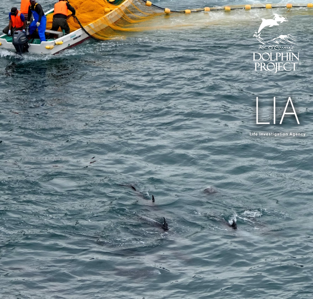 Transformation before a dolphin? Mimmi & the dolphins