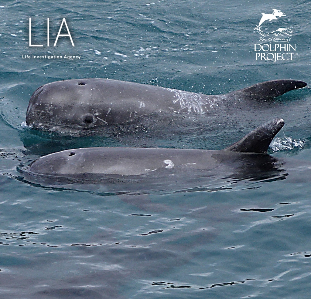 Dolphin Project tweet media