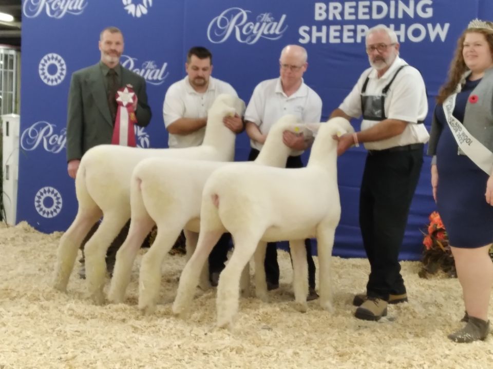 driscoll_neil's tweet photo. My Dad on the left mid 70's Supreme Champion Ram and my uncle Jim on the right 2023 RAWF Supreme Champion celebrating over 50yrs of #RAWF https://t.co/bseteIELUP