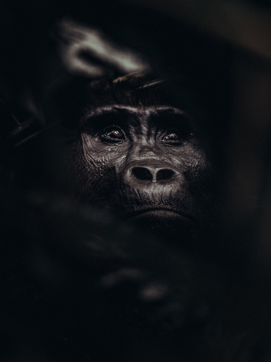 AhaJonathan's tweet image. Been scrolling through some old files from a visit to the impenetrable forest right after the COVID-19 lockdown. I landed on this thoughtful gaze from a female mountain gorilla. I always wonder what thoughts occupy them

📍 Bwindi 2020 
🌍 UGANDA